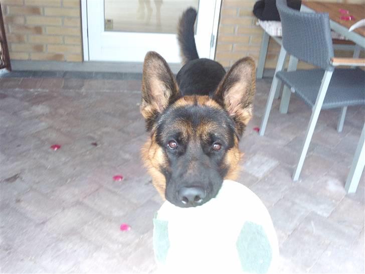 Schæferhund Buller R.I.P. - hej og velkommen til skønne Bullers profil. billede 1