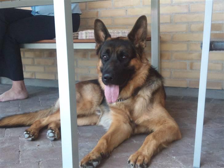 Schæferhund Buller R.I.P. billede 2