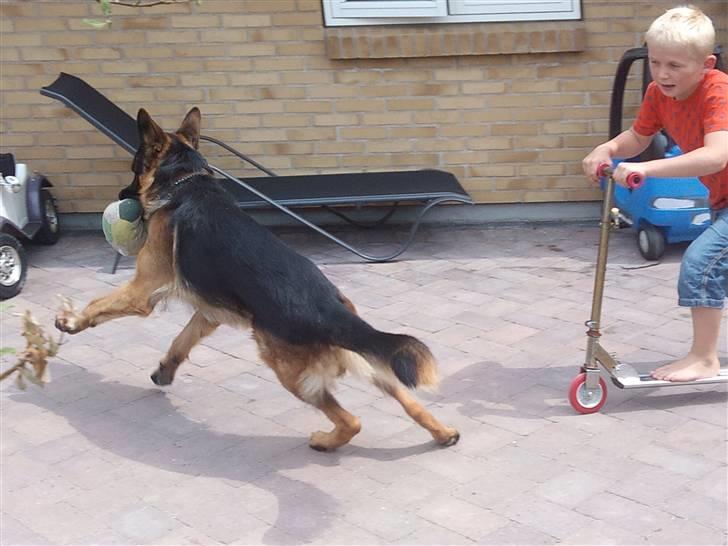 Schæferhund Buller R.I.P. - åhhh. nej. han kommer efter mig!!!! :) billede 3