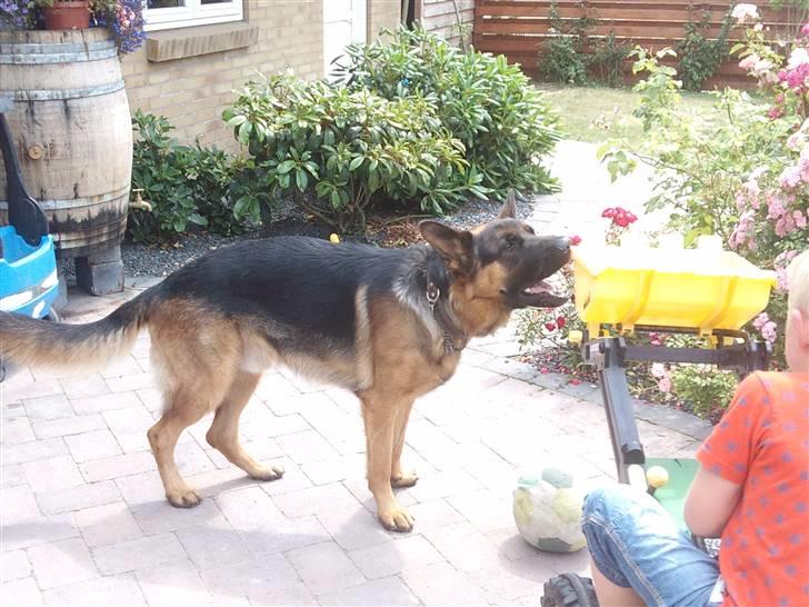 Schæferhund Buller R.I.P. - lad mig lige tage en bid af den... billede 4