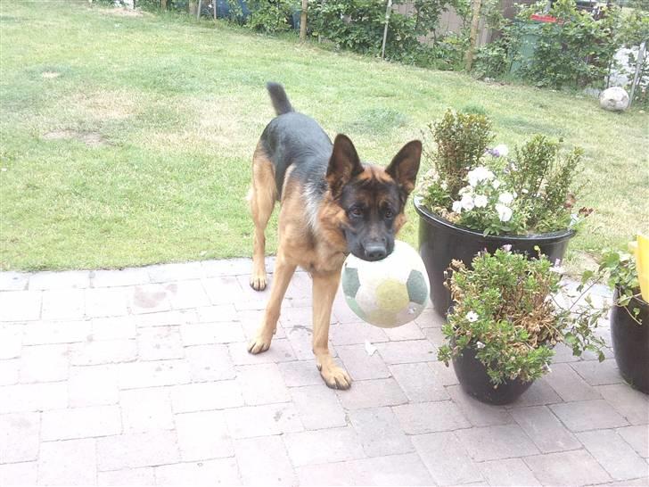 Schæferhund Buller R.I.P. - skal vi lege? :) billede 5