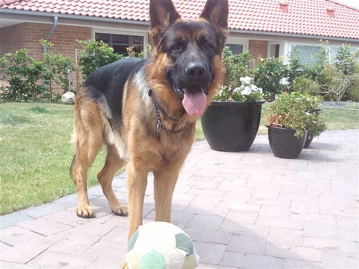 Schæferhund Buller R.I.P. billede 6