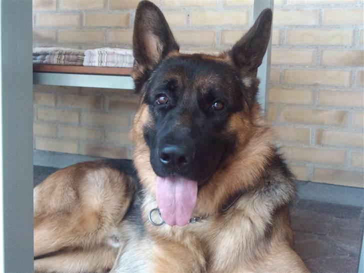 Schæferhund Buller R.I.P. billede 7