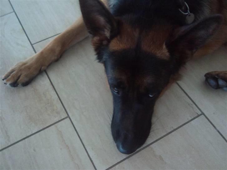 Schæferhund Buller R.I.P. - bebe!!! billede 8