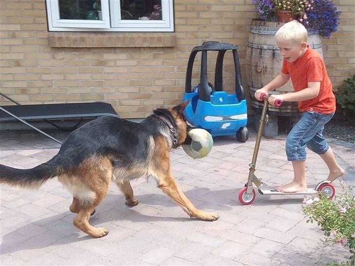 Schæferhund Buller R.I.P. - bare kom an!!!!!!!!!!!!! billede 9
