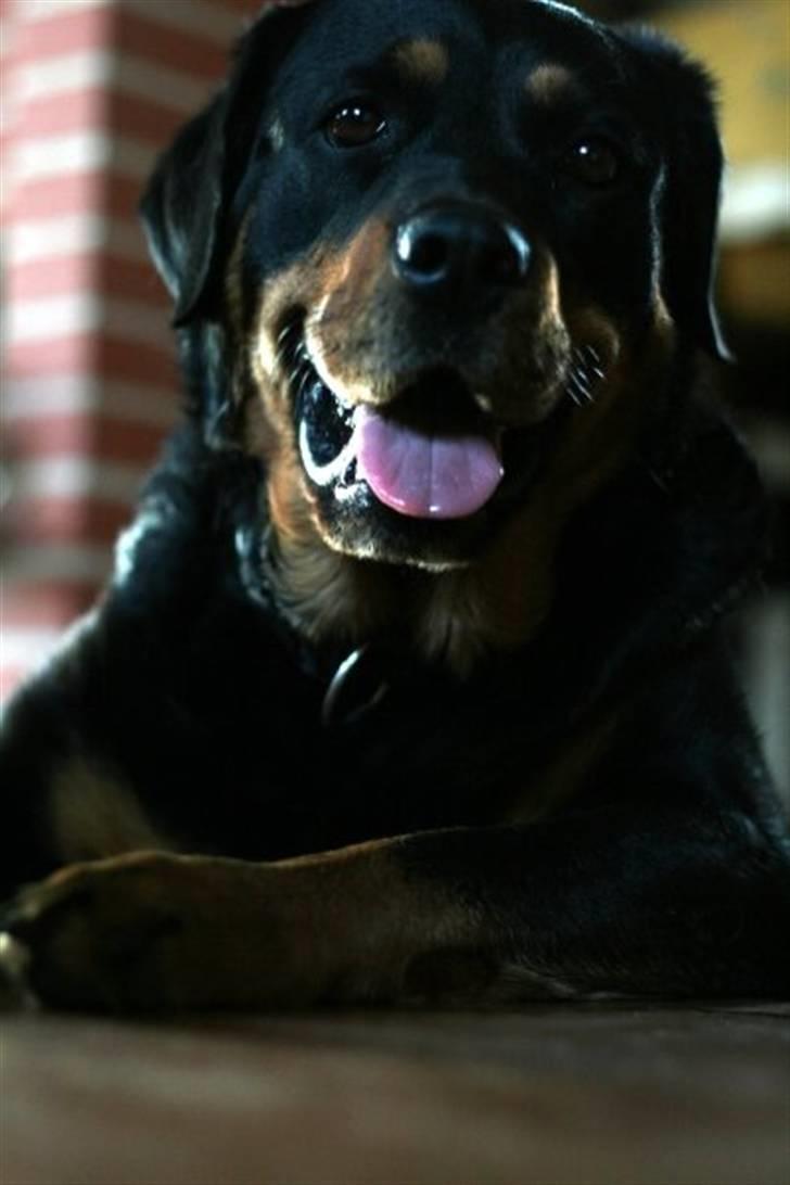 Blanding af racer Trine (Rip d. 24/5-2019) billede 12