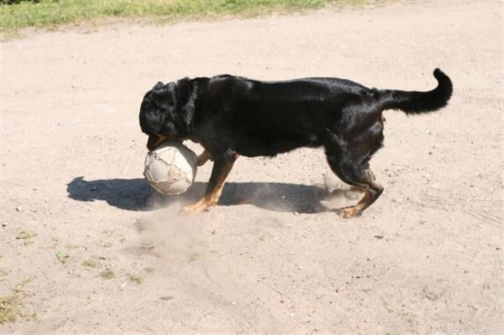 Blanding af racer Trine (Rip d. 24/5-2019) billede 13