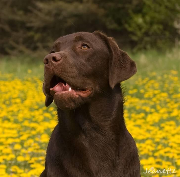 Labrador retriever Aimee billede 1