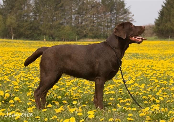 Labrador retriever Aimee billede 2