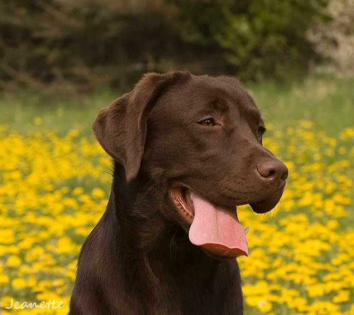 Labrador retriever Aimee billede 3