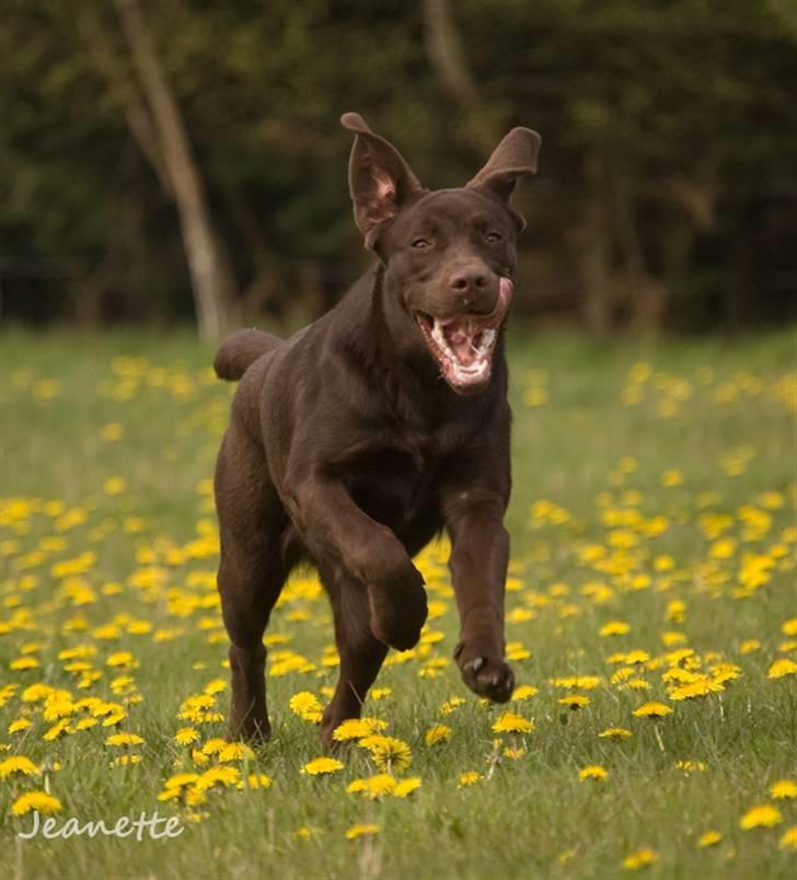 Labrador retriever Aimee billede 4
