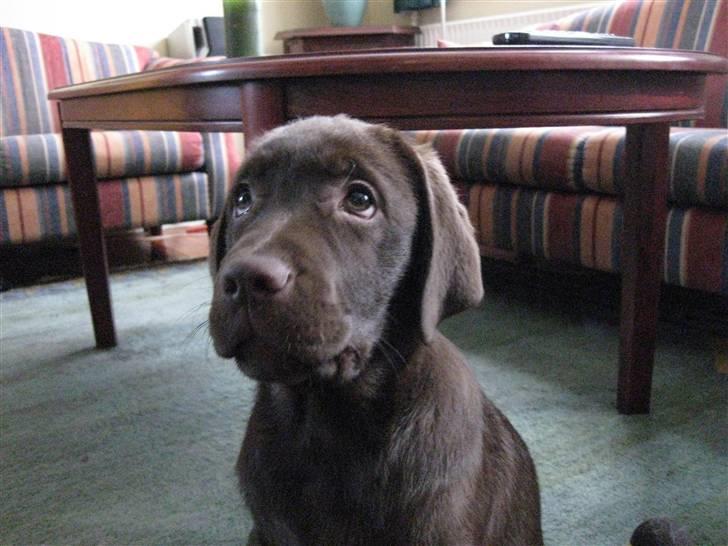 Labrador retriever Aimee billede 5
