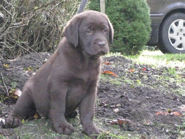Labrador retriever Aimee billede 6