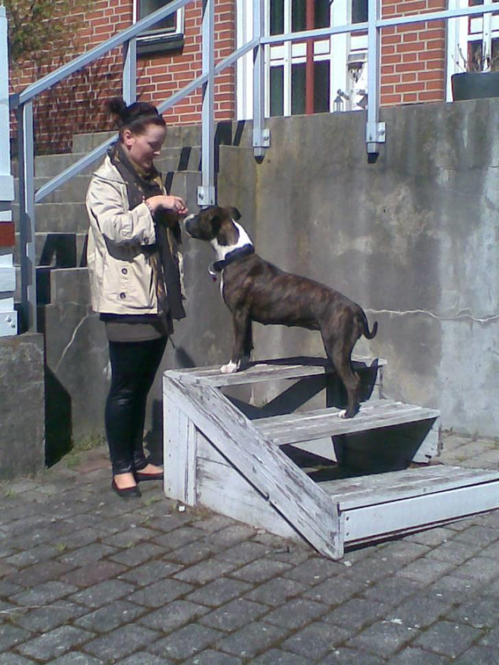 Amerikansk staffordshire terrier Belle billede 12