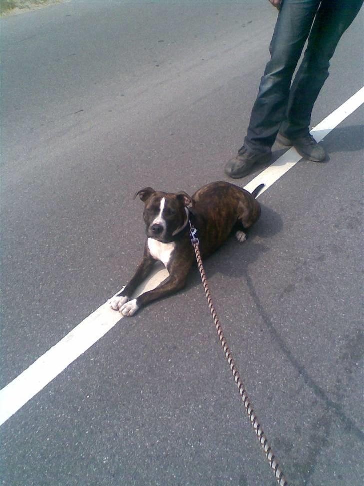 Amerikansk staffordshire terrier Belle billede 13