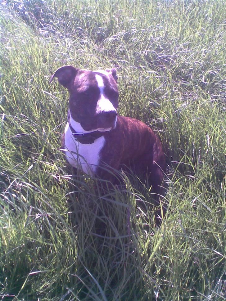 Amerikansk staffordshire terrier Belle billede 14