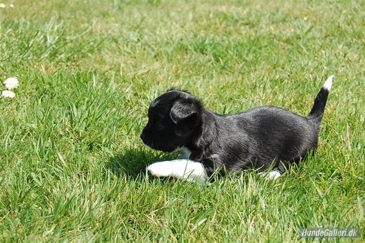 Chihuahua Pixie billede 1