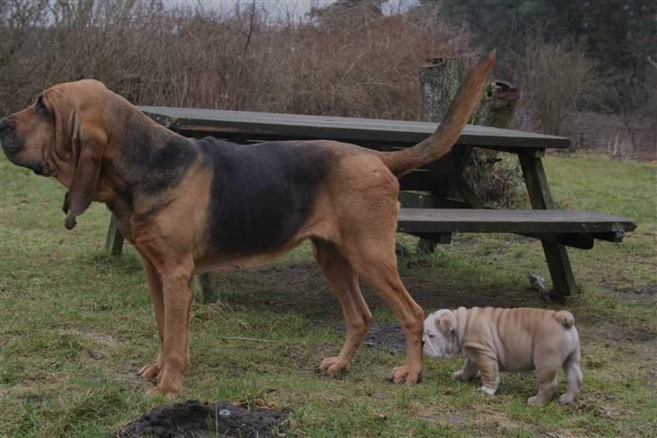 Engelsk bulldog Lincoln - Lincoln "støder" ind i blodhund :) billede 1