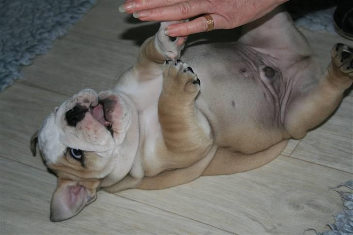 Engelsk bulldog Lincoln billede 2