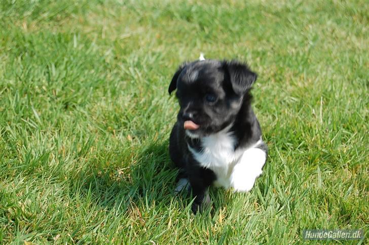 Chihuahua Pixie billede 2