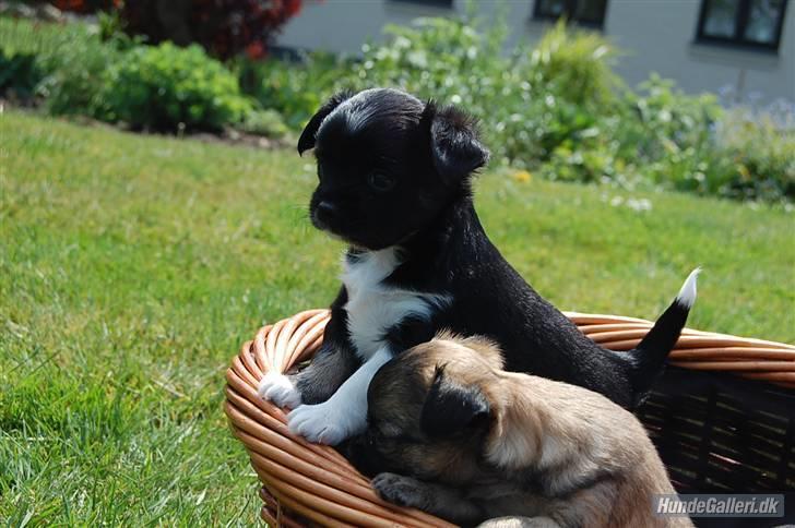 Chihuahua Pixie billede 3