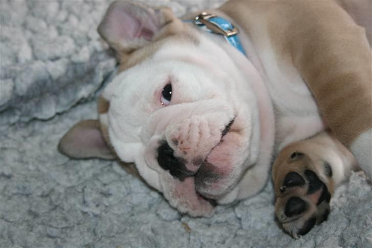 Engelsk bulldog Lincoln billede 3