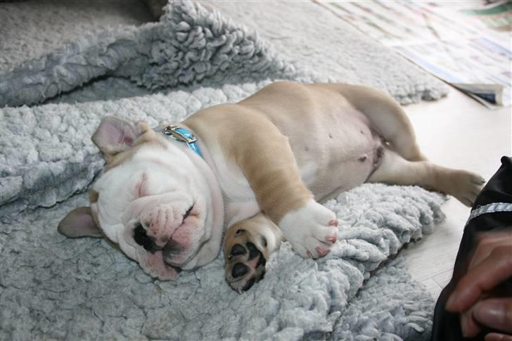 Engelsk bulldog Lincoln billede 4