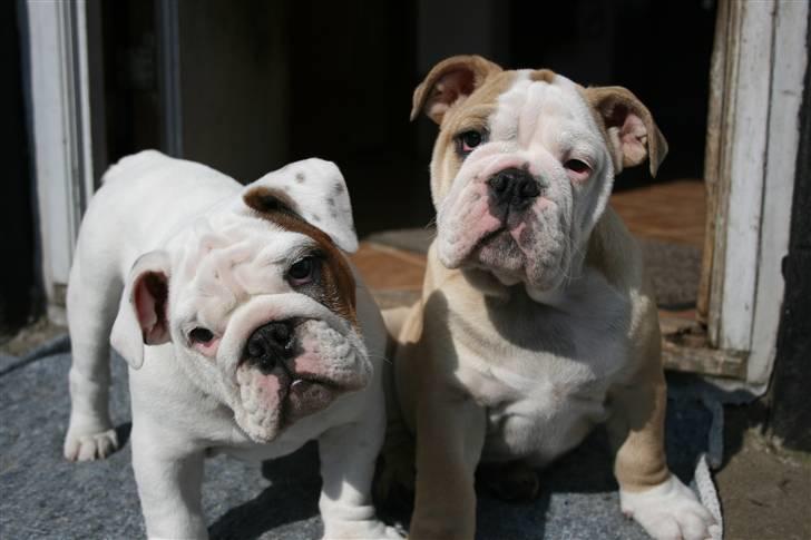 Engelsk bulldog Lincoln - Lincoln & Queen Ida billede 8