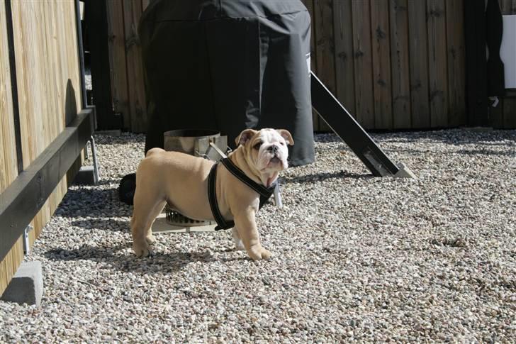 Engelsk bulldog Lincoln billede 10