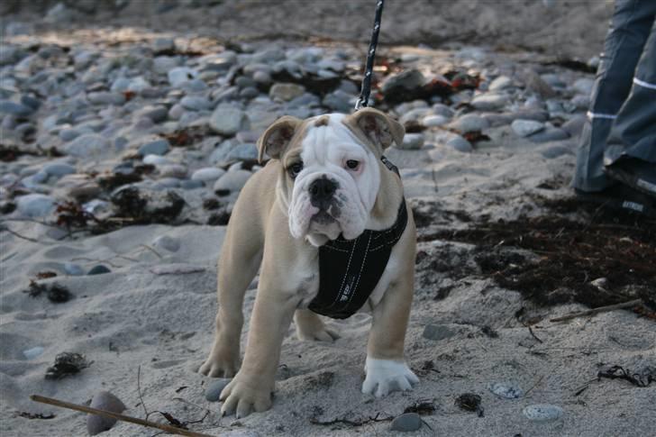 Engelsk bulldog Lincoln billede 12