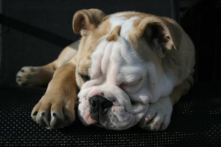 Engelsk bulldog Lincoln billede 13