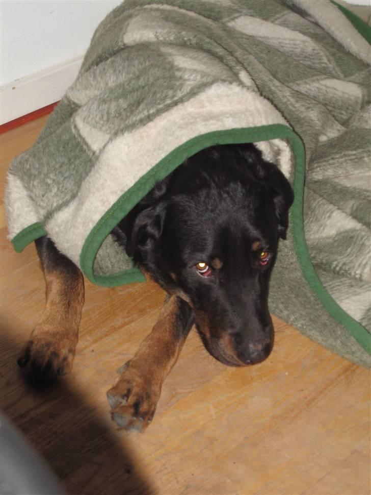 Beauceron Bailey billede 11