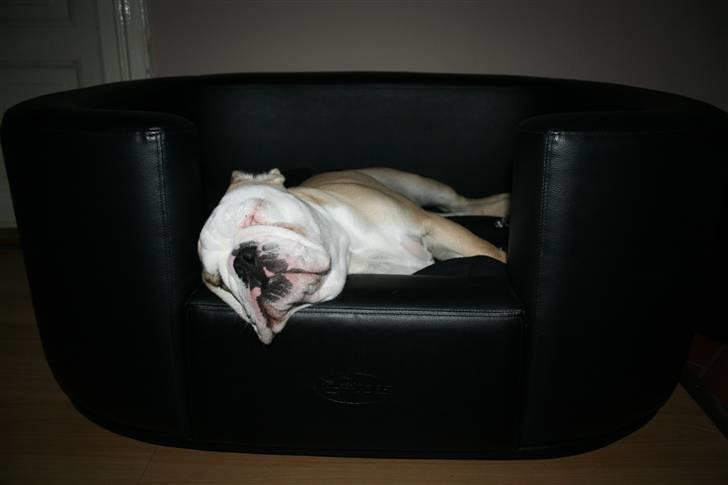 Engelsk bulldog Lincoln - Ahhh min nye seng billede 15