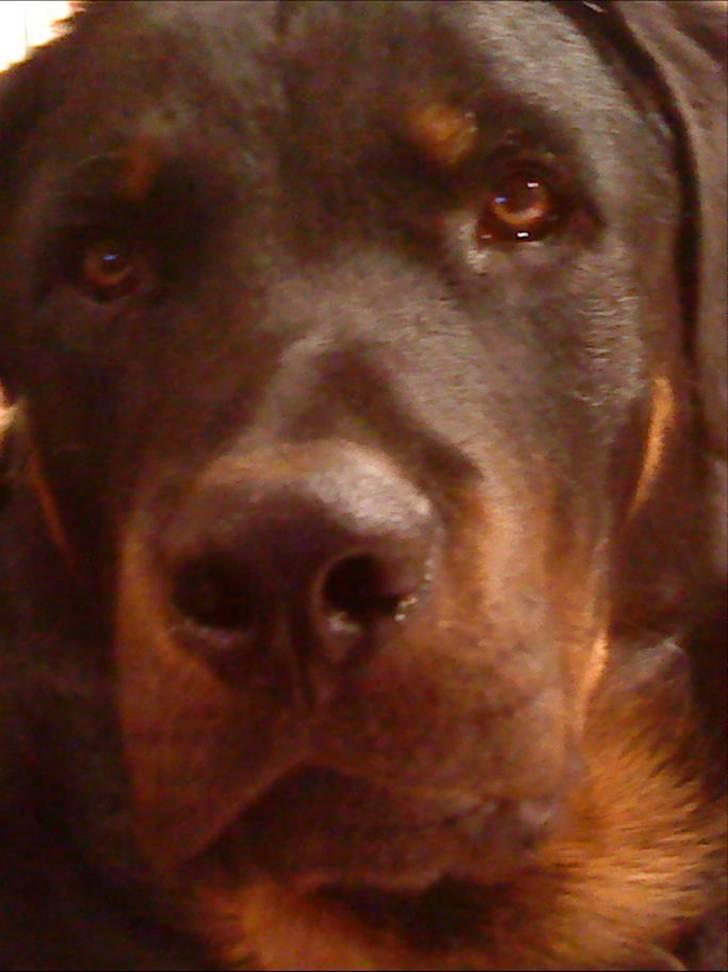 Beauceron Bailey billede 13