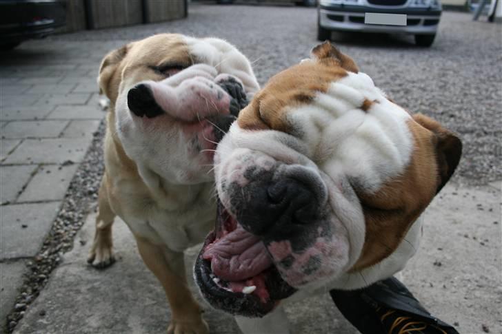 Engelsk bulldog Lincoln billede 16