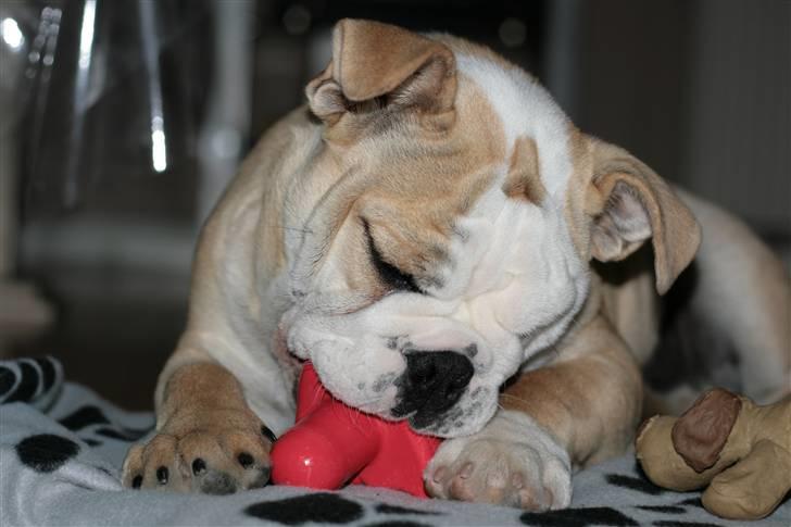 Engelsk bulldog Lincoln billede 17