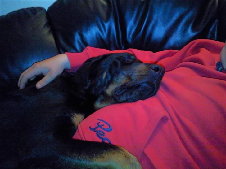 Beauceron Bailey billede 14