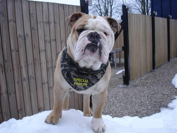 Engelsk bulldog Lincoln billede 18