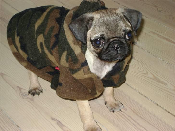 Mops Lukky  - Ja, lukky med din alt for store trøje - men han havde den på i regnvejr - så ville han gerne være ude:) dejligt.  billede 8