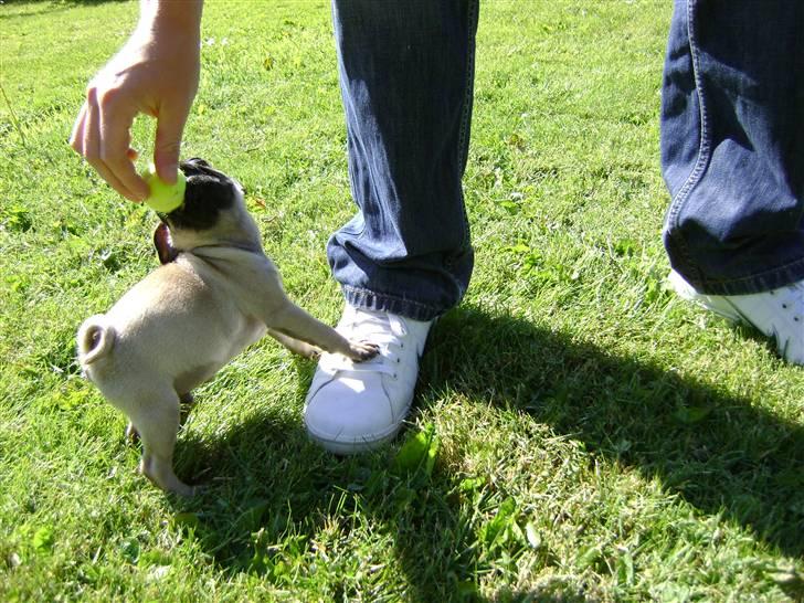 Mops Lukky  - leger med sin far  billede 9