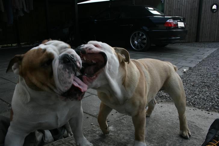 Engelsk bulldog Lincoln billede 19