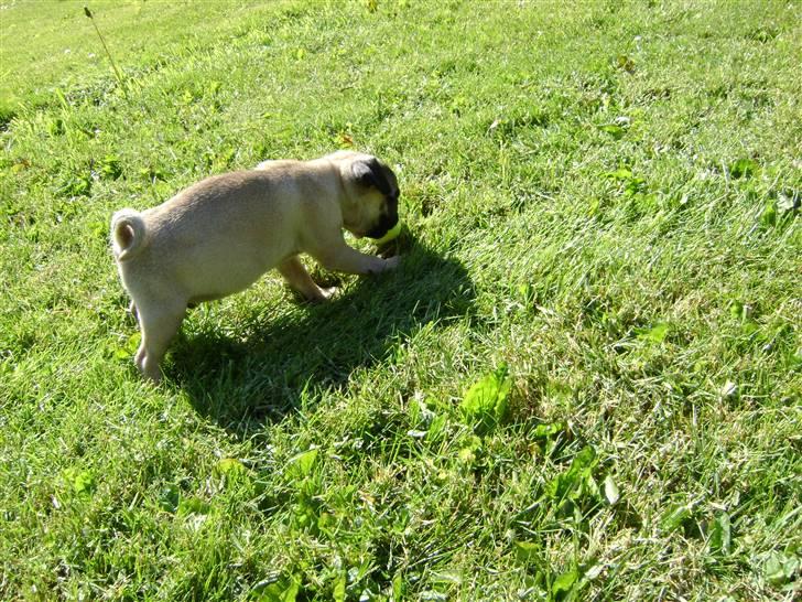 Mops Lukky  - undersøger haven  billede 10