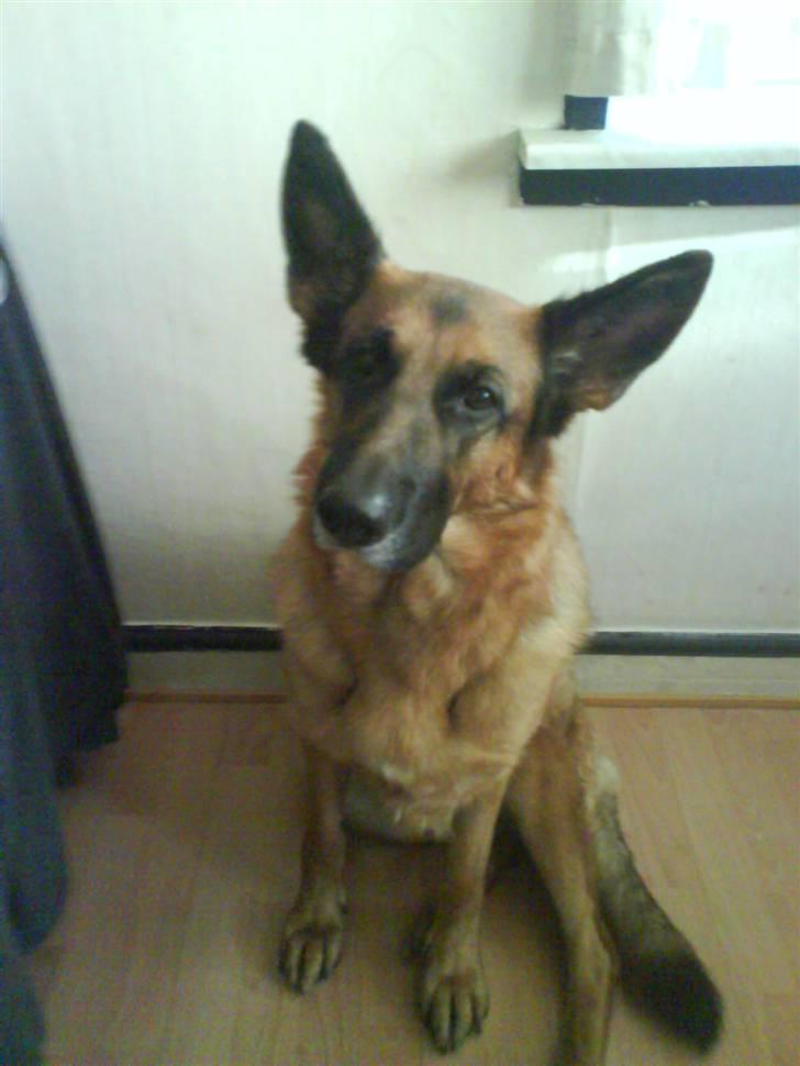 Schæferhund Fie billede 1