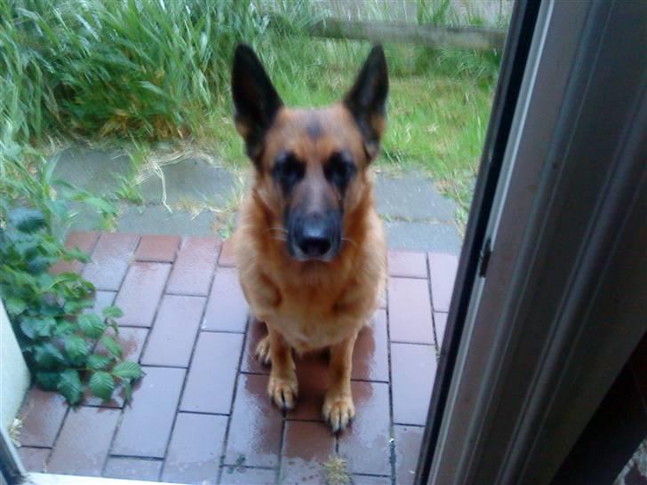 Schæferhund Fie billede 2