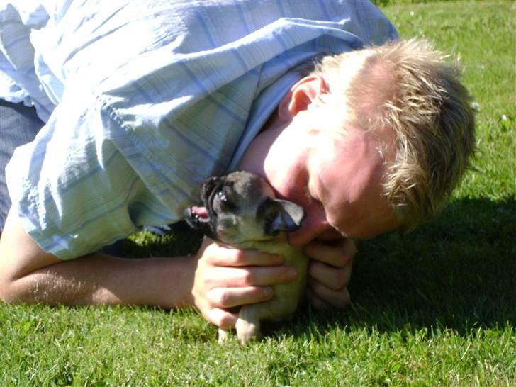 Mops Lukky  - hehe voldsom leg med far - lukky kan godt lide at blive "snusset" til. hehe  billede 11