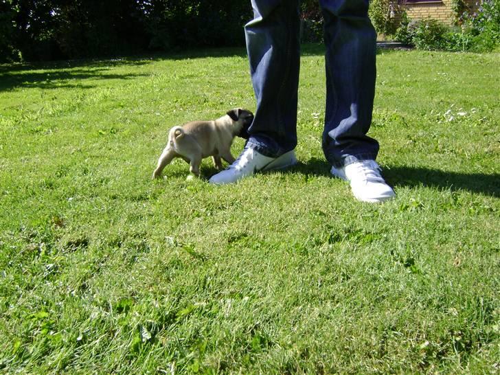 Mops Lukky  - ja, han kan også godt lide at bide i bukser, dog prøver vi at lærer ham at han ikke må. selvom det han så gerne vil.:) billede 12