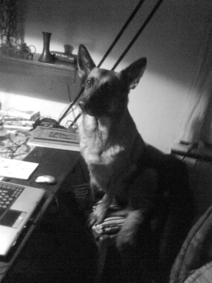 Schæferhund Fie billede 3