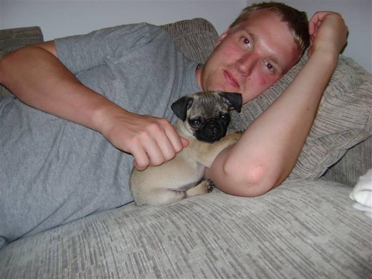 Mops Lukky  - lækkert at sove til middag med hans far - de hygger sig de to. - især når jeg ikke er hjemme. hehe billede 13