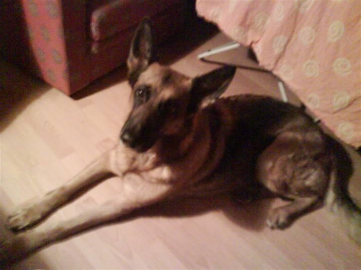 Schæferhund Fie billede 4