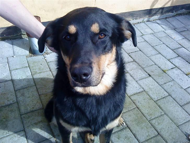 Blanding af racer Barso billede 1